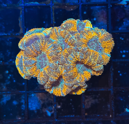 WYSIWYG Rainbow Acan Lord Live Coral Frag LPS Vibrant Reef Aquarium