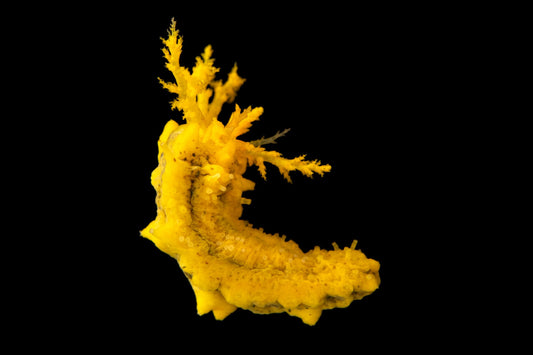 2-Pack Yellow Sea Cucumber Live Reef Safe Saltwater Invertebrates for Aquarium