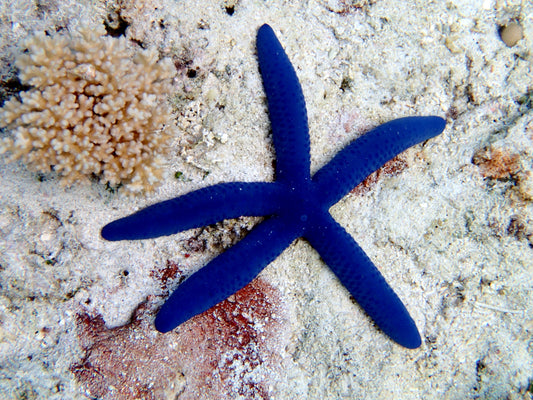 2-Pack Blue Linckia Starfish Live Saltwater Invertebrates for Reef Aquarium