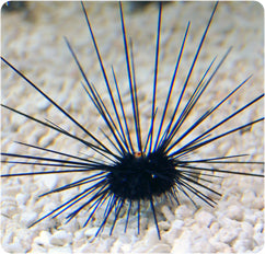 Long Spine Urchin Live Reef Safe Saltwater Invertebrate for Marine Reef Aquarium