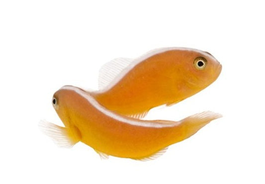 2-Pack Orange Skunk Clownfish Reef Safe Saltwater Live Fish