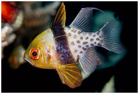 3-Pack Pajama Cardinalfish Live Saltwater Reef Safe Fish for Marine Reef Aquarium