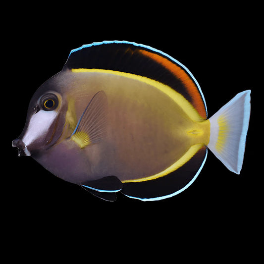 Powder Brown Tang Live Saltwater Fish – Peaceful Surgeonfish for Reef Aquariums