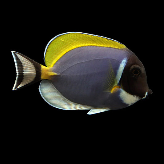 Powder Blue Tang Live Saltwater Fish - Vibrant Surgeonfish for Reef Aquariums