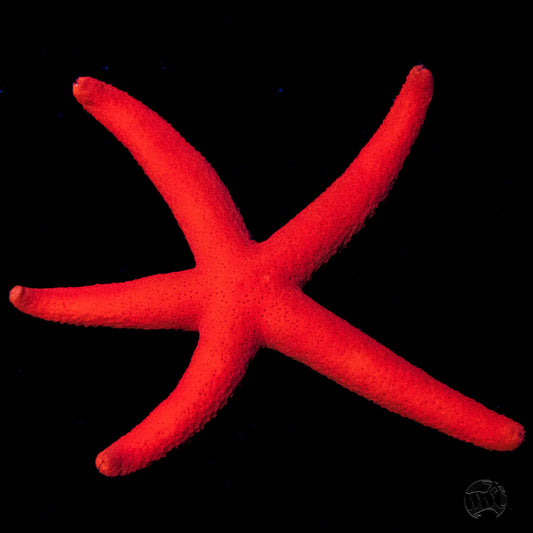 2-Pack Red Linckia Starfish – Reef-Safe Multi-Arm Stars for Saltwater Aquariums