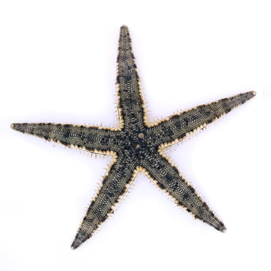 Sand Sifting Starfish – Efficient Saltwater Aquarium Live Cleaner