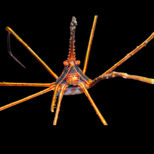 Arrow Crab Live  – Unique Saltwater Invertebrate for Reef Aquarium