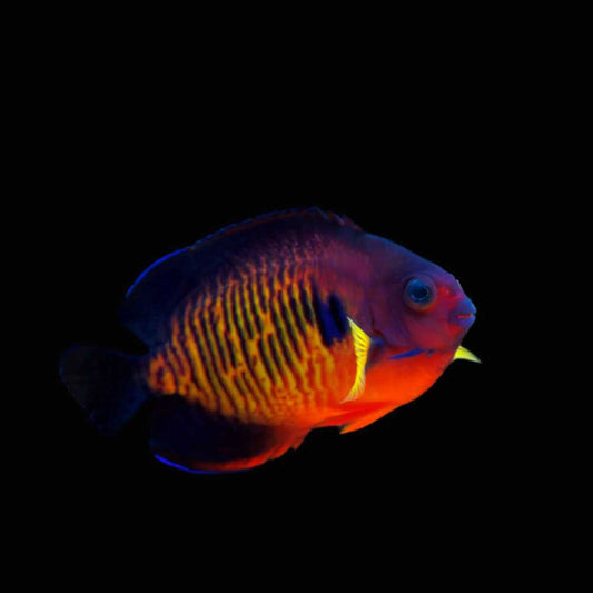 Coral Beauty Angelfish Live Fish Saltwater Reef Aquarium Marine 1.5-2"