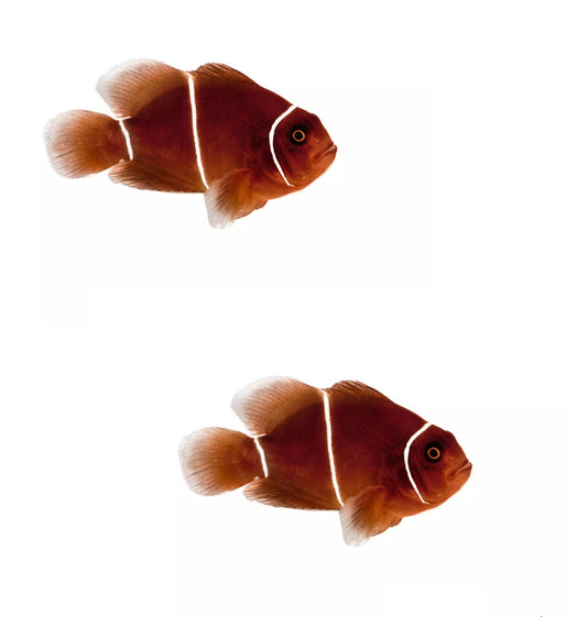 2-Pack White Stripe Maroon Clownfish – Live Saltwater Fish