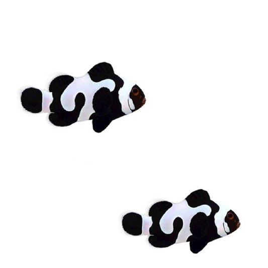 2-Pack Black Gladiator Ocellaris Clownfish – Live Saltwater Fish