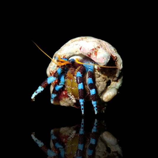 Blue Knuckle Hermit Live Crab – Vibrant Saltwater Cleaner for Reef Aquarium