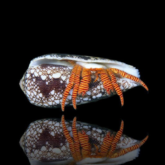 Halloween Hermit Crab – Live Saltwater Reef Safe Invertebrate Cleanup Crew
