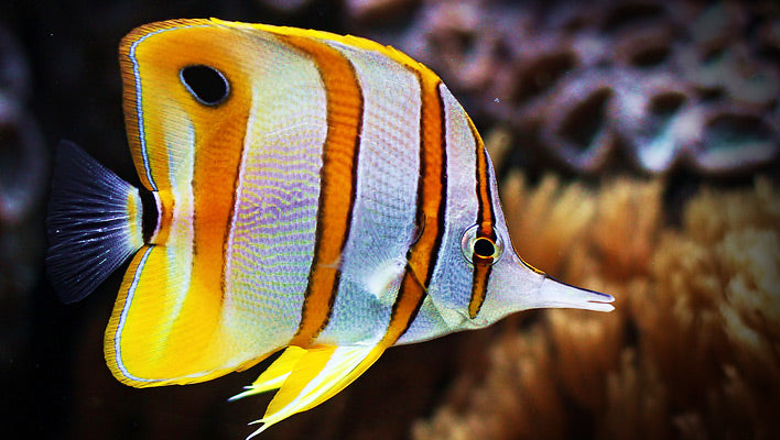 Copperband Butterflyfish Live Saltwater Reef Aquarium Marine Fish 3-4"