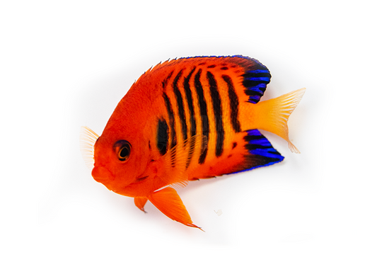 Flame Angelfish Live Fish Saltwater 1.5-2" Bright Red Dwarf Angel Reef Aquarium