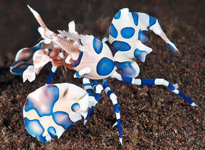 Harlequin Shrimp – Stunning Saltwater Live Invertebrate for Reef Aquarium