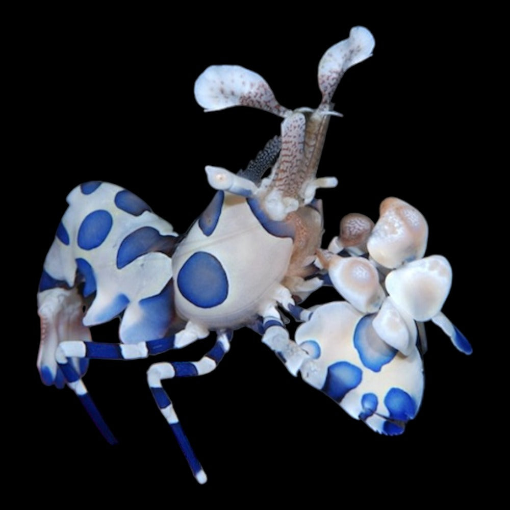 Harlequin Shrimp – Stunning Saltwater Live Invertebrate for Reef Aquarium