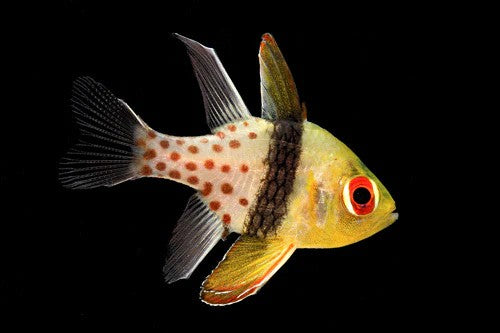 3-Pack Pajama Cardinalfish Live Saltwater Reef Safe Fish for Marine Reef Aquarium