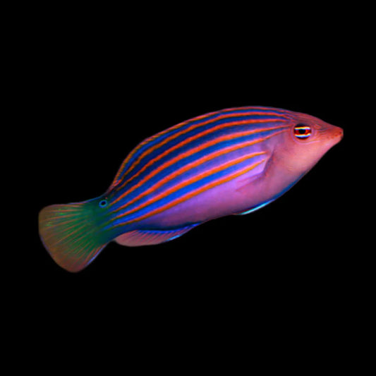 Sixline Wrasse Live Saltwater – Reef Safe Cleaner Fish for Marine Aquariums