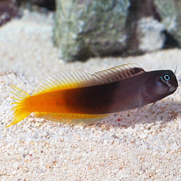 Bicolor Blenny Live Saltwater Reef Aquarium Marine Fish 2-3 Inch