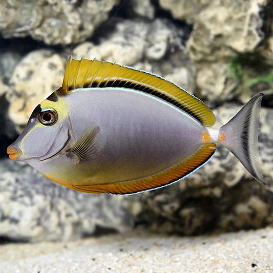 Blonde Naso Tang Live Fish Saltwater Reef Aquarium 2.5-3 Inch Marine