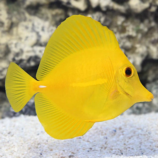 Yellow Tang Live Reef Aquarium Fish Saltwater Marine 1.5-2 Inch