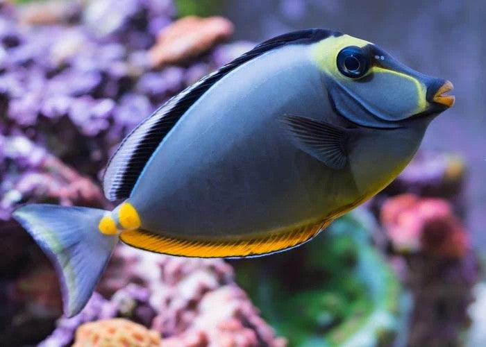 Naso Tang Lipstick Tang 7-8" Live Saltwater Aquarium Fish Reef Safe Marine