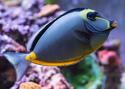 Naso Tang Lipstick Tang 7-8" Live Saltwater Aquarium Fish Reef Safe Marine