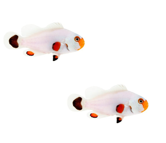 2-Pack Wyoming White Ocellaris Clownfish – Live Captive-Bred Saltwater Aquarium Fish