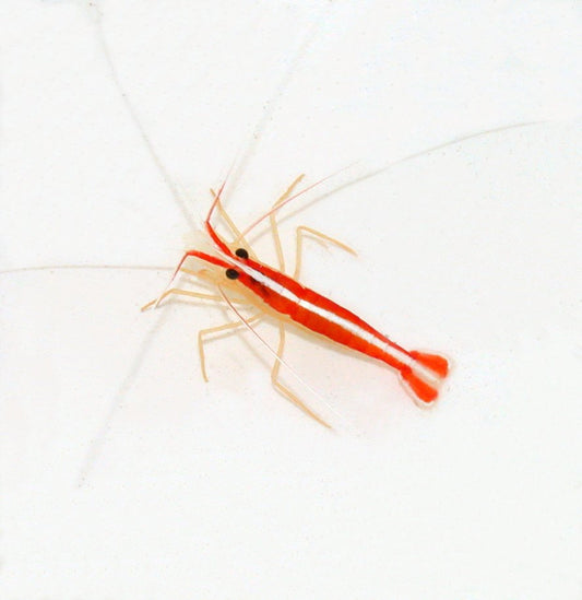 Cleaner Shrimp Live – Skunk Cleaner for Reef-Safe Parasite Control in Aquariums