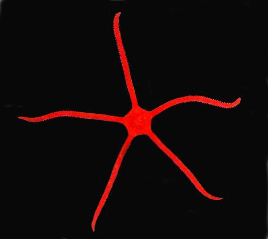 Red Serpent Live Starfish – Stunning Saltwater Aquarium Cleaner
