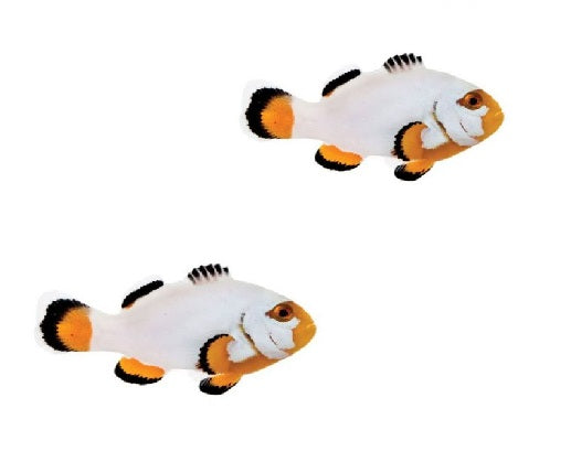 2-Pack Platinum Clownfish Tank Bred, Reef Safe Live Fish Saltwater Aquarium