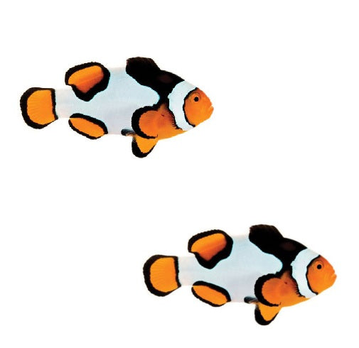 2-Pack Premium Picasso Percula Clownfish Live Fish Captive Bred Saltwater