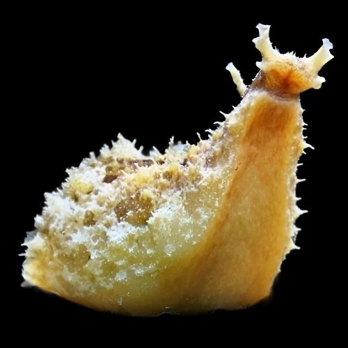 2-Pack Sea Hare Dolabella – Algae Eating Inverts for Reef-Safe Saltwater Aquariums