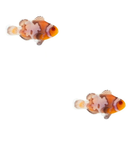 2-Pack Snow Zombie Ocellaris Clownfish – Live Saltwater Fish