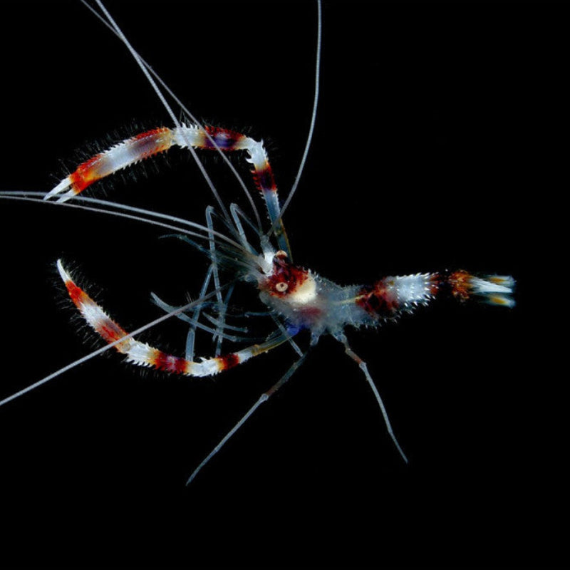 2-Pack Coral Banded Live Shrimp – Striking Saltwater Cleaner for Reef Aquarium