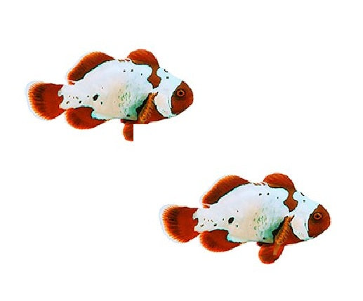 2-Pack Thunder Maroon Clownfish – Vibrant Saltwater Aquarium  Live Fish