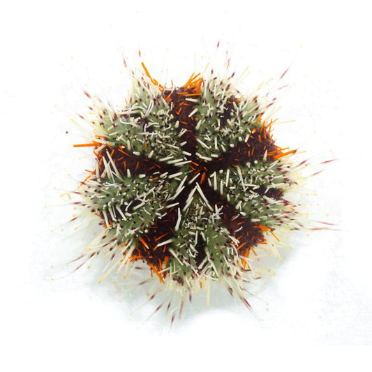 Halloween Urchin Live – Bright Reef-Safe Algae Grazer for Saltwater Aquariums